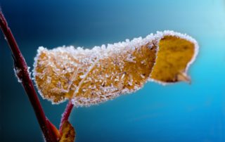 Frostschutz
