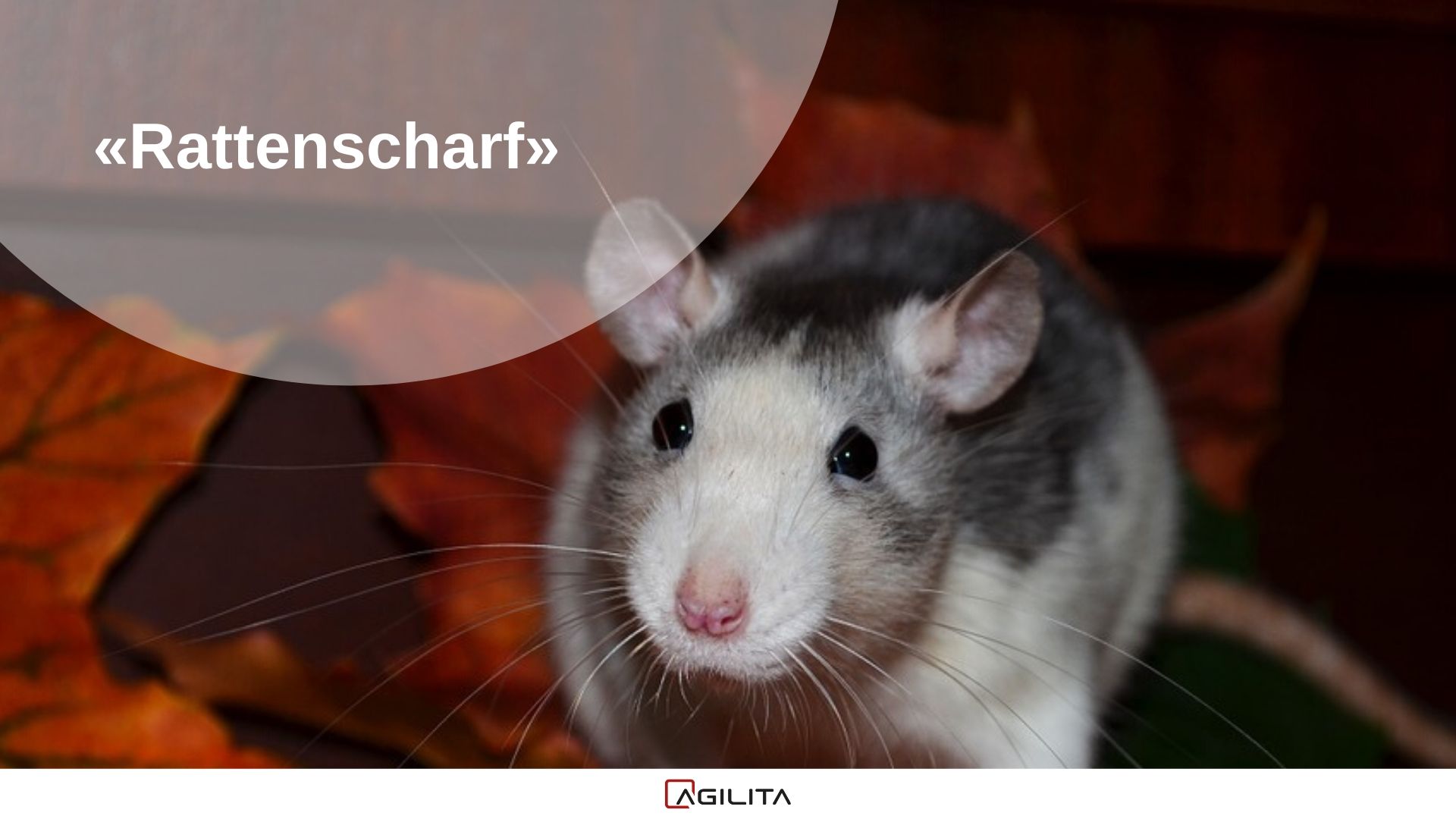 Rattenscharf